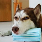 Super Absorbent Puppy Training Pads